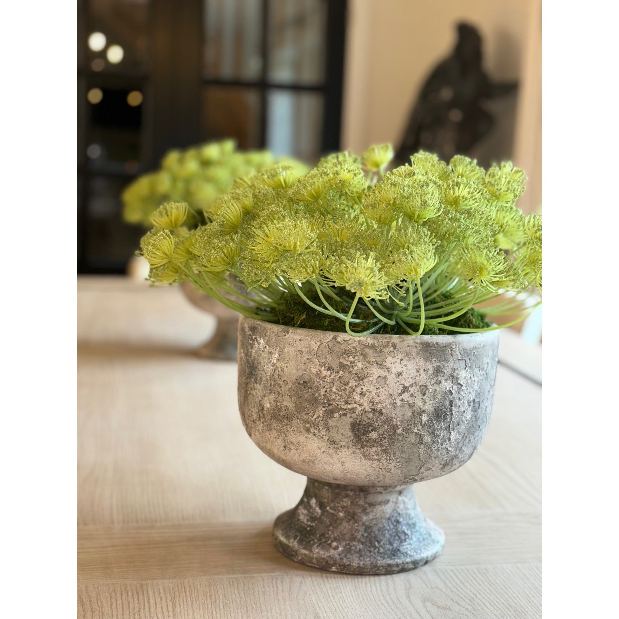 Daucus Carota Stem - Pack of 6